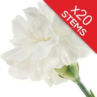 20 Classic White Carnations