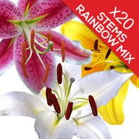 20 Classic Mixed Lilies