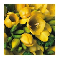 20 Classic Yellow Freesias