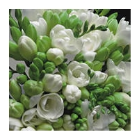 20 classic white freesias