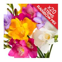 20 classic mixed freesias