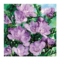 20 classic lilac freesias