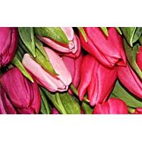 200 Purple, Pink and Red Tulips