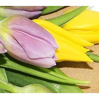 20 Mixed Tulips