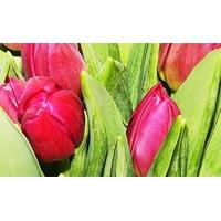 20 Pink Tulips in a Vase