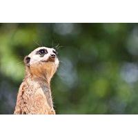 20 instead of 50 for a one hour meet the meerkats experience for one p ...
