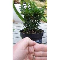 20 x 9 cm pots Buxus sempervirens Box Hedging Garden Hedge Plants - sent in pots