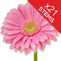 21 Classic Pink Gerberas