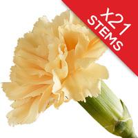 21 Classic Peach Carnations