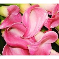 21 Pink Calla Lilies