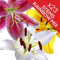 23 Classic Mixed Lilies