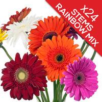 24 classic mixed gerberas