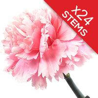 24 classic pink carnations