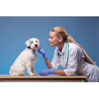 24 instead of 34999 for an online veterinary assistant training course ...