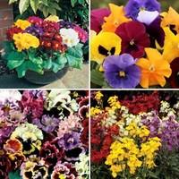 24 mixed large bedding plants free flower food