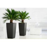 24 instead of 7799 from plant store for a pair of cycad king sago palm ...