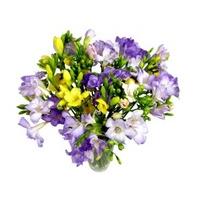 25 Assorted Freesia