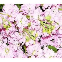 25 Light Purple Stocks