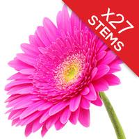 27 Classic CERISE Pink Gerberas