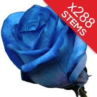 288 Blue Roses