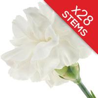 28 Classic White Carnations