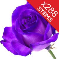 288 Purple Roses
