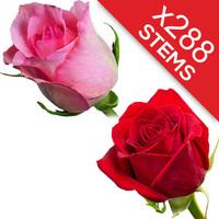 288 red and pink roses