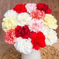 28 Classic Carnations