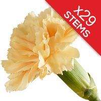 29 Classic Peach Carnations