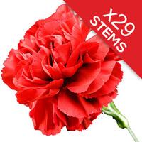 29 classic red carnations