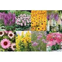 29 instead of 60 from suttons for a lucky dip of 18 perennial plants s ...