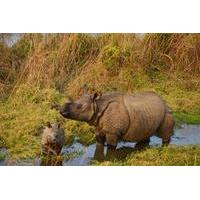 3-Night Wildlife Adventure Tour from Kathmandu