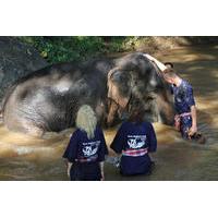 3-Day Thai Elephant Care Camp Experience from Chiang Mai