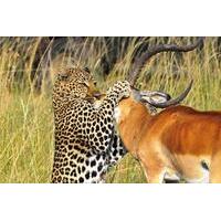 3 day budget maasai mara safari from nairobi