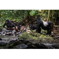 3-Day Gorilla Tracking Tour