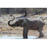 3-Hour Etosha National Park Game Drive