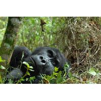 3-Day Rwanda Gorilla Safari