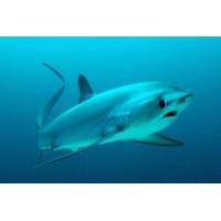 3 Scuba Dives with Thresher Sharks from Malapascua Island Cebu Including Lunch