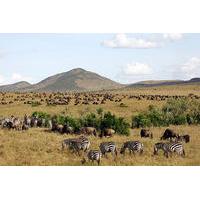 3 Days Masai Mara Camping Safari All Inclusive