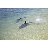 3-Day Monkey Mia Dolphins, Pinnacles Desert and Kalbarri National Park Tour from Perth