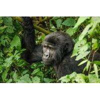 3 Day 2 Night Bwindi Gorillas Trek