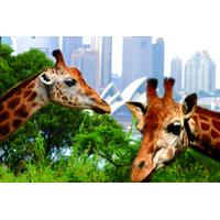 3 day sydney harbour hop on hop off cruise pass including taronga zoo  ...