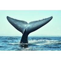 3 day chilean experience including whale watching from valparaiso