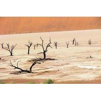 3-Hour Deadvlei Sossusvlei Tour