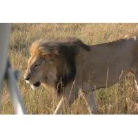 3 day maasai mara guided safari from nairobi