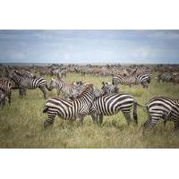 3-Day Serengeti Safari from Arusha