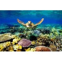3 day best of cairns combo the daintree rainforest great barrier reef  ...