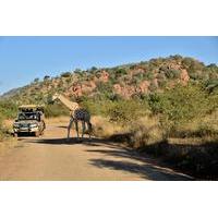 3-Hour Private Game Drive of Pilanesberg National Park