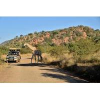 3 hour private game drive of pilanesberg national park