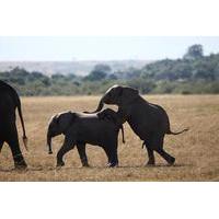 3-Day Amboseli National Reserve Safari from Nairobi